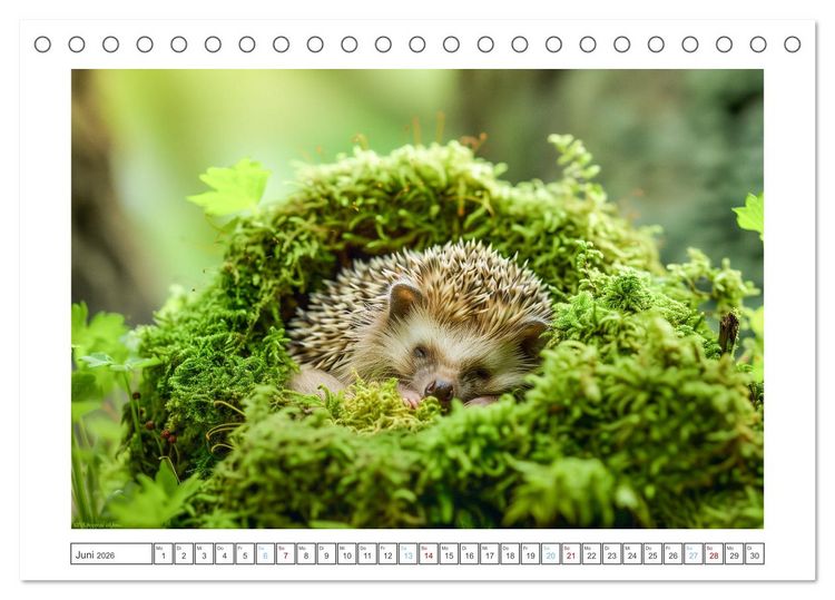 Produktbild: Lustige Igel (Tischkalender 2026 DIN A5 quer), CALVENDO Monatskalender