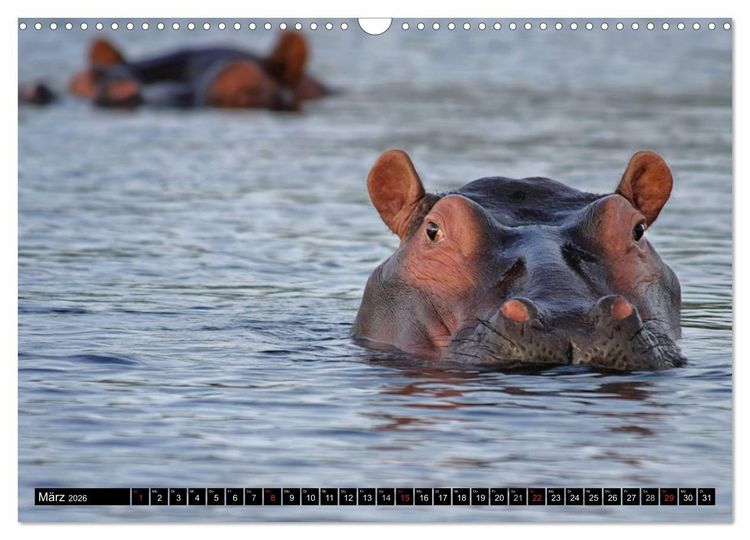Produktbild: Wildes Leben in Afrika (Wandkalender 2026 DIN A3 quer), CALVENDO Monatskalender