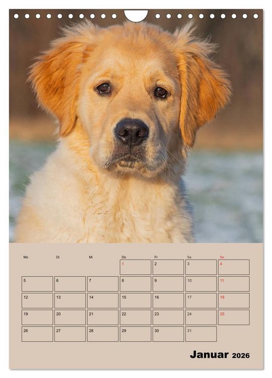 Produktbild: Jahresplaner Golden Retriever Welpen (Wandkalender 2026 DIN A4 hoch), CALVENDO Monatskalender