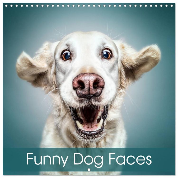 Produktbild: Funny Dog Faces (Wall Calendar 2026 12 &times; 12 Inch) CALVENDO 12 Month Wall Calendar