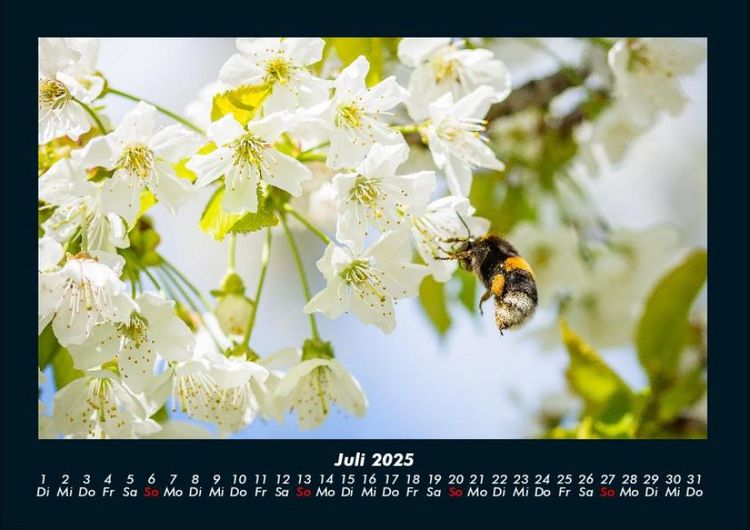 Produktbild: Blumenzauber 2025 Fotokalender DIN A4