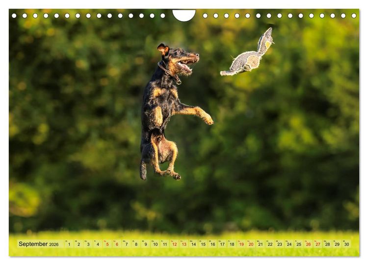 Produktbild: Deutscher Terrier - ein leidenschaftlicher J&auml;ger (Wandkalender 2026 DIN A4 quer), CALVENDO Monatskalender