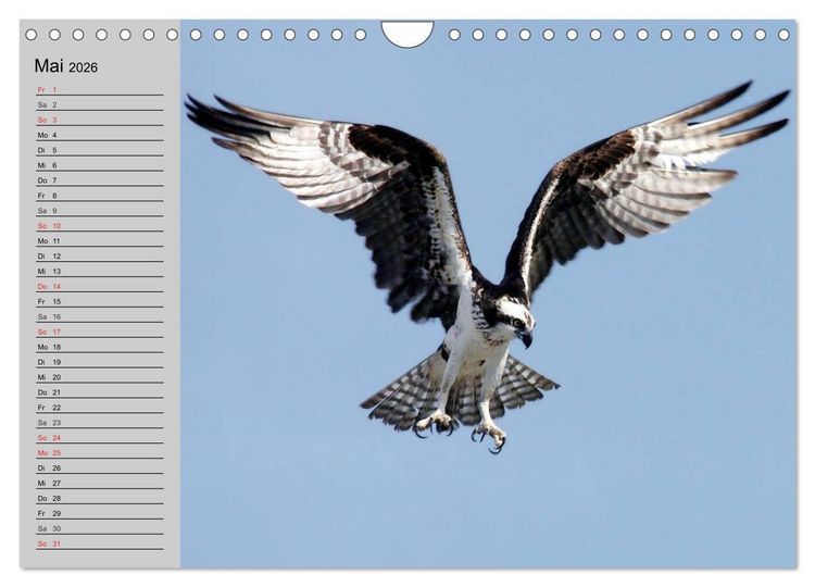 Produktbild: Adler und Greife. K&ouml;nige des Himmels (Wandkalender 2026 DIN A4 quer), CALVENDO Monatskalender