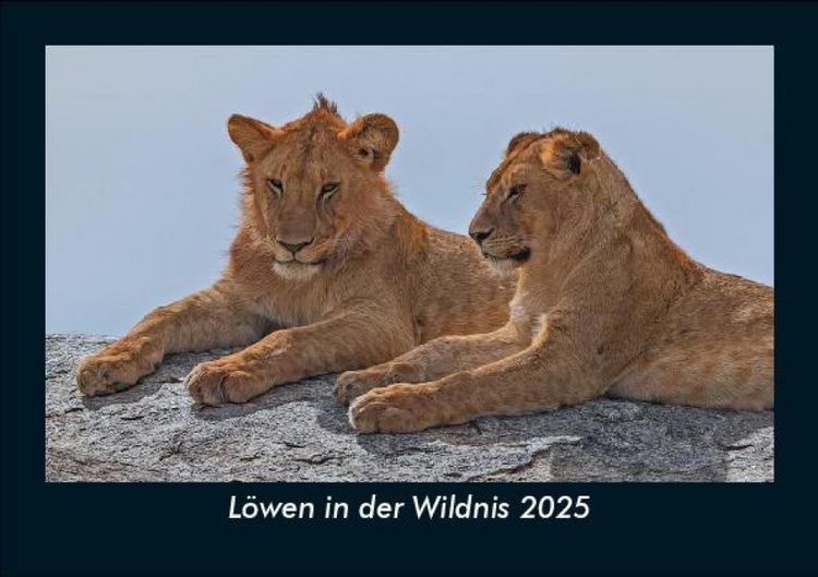 Produktbild: L&ouml;wen in der Wildnis 2025 Fotokalender DIN A5