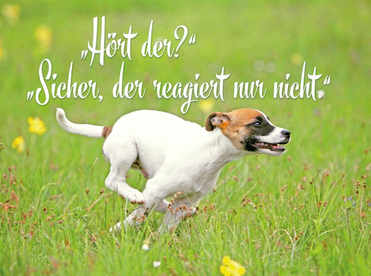 Produktbild: CALVENDO Puzzle Jack Russell Terrier Welpe rennt &uuml;ber eine Wiese | 2000 Teile Lege-Gr&ouml;&szlig;e 90x67cm Foto-Puzzle f&uuml;r gl&uuml;ckliche Stunden