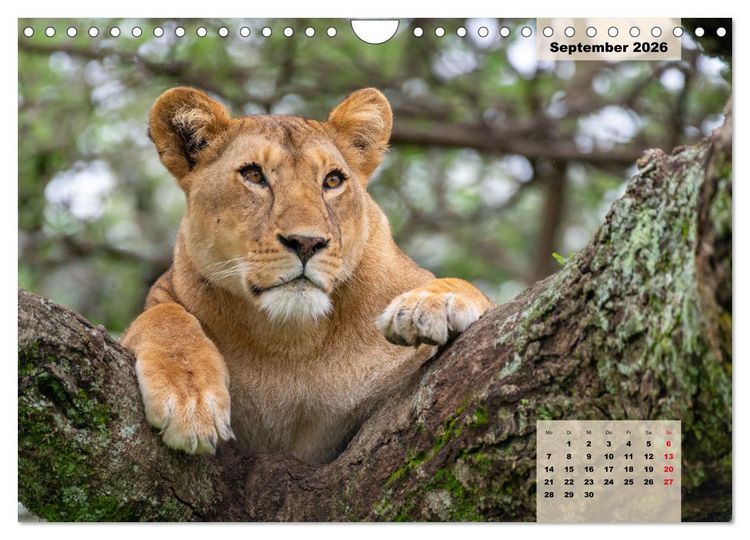 Produktbild: Raubkatzen - L&ouml;we, Gepard, Leopard (Wandkalender 2026 DIN A4 quer), CALVENDO Monatskalender