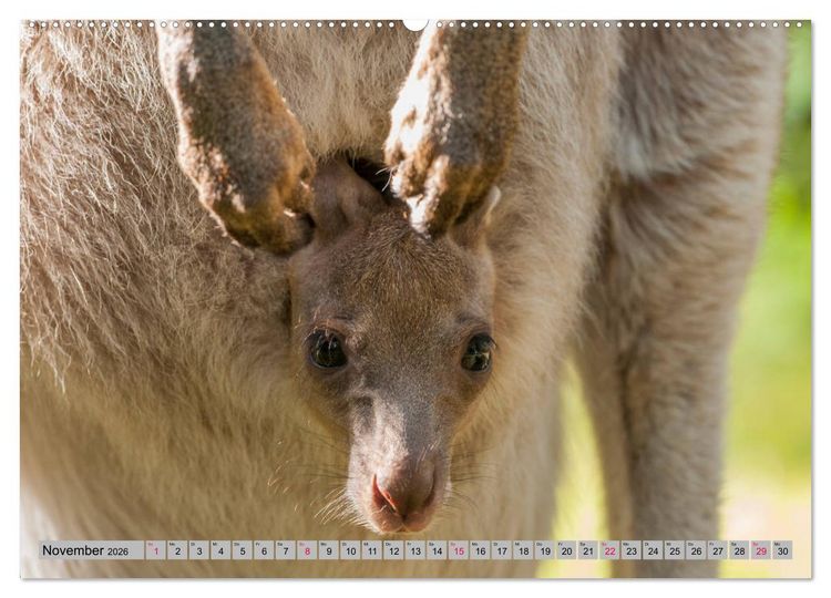 Produktbild: K&auml;ngururs und Wallabys (Wandkalender 2026 DIN A2 quer), CALVENDO Monatskalender
