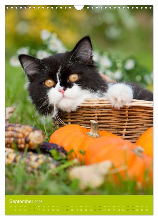 Produktbild: Britisch Langhaar Katzen (Wandkalender 2026 DIN A3 hoch), CALVENDO Monatskalender