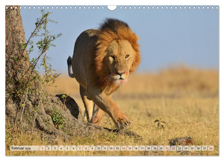Produktbild: Faszination Afrika: L&ouml;wen (Wandkalender 2026 DIN A3 quer), CALVENDO Monatskalender