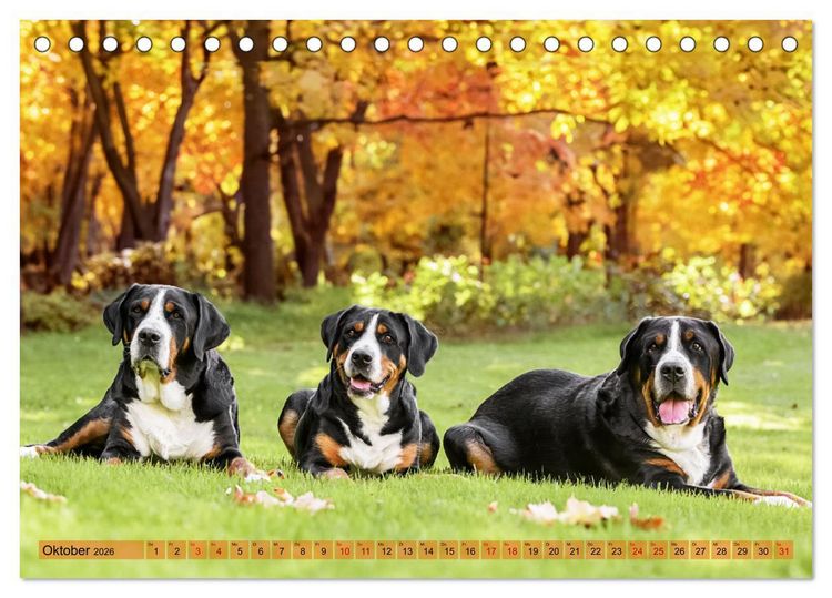 Produktbild: Gro&szlig;e Schweizer - Gigantische Sennenhunde (Tischkalender 2026 DIN A5 quer), CALVENDO Monatskalender