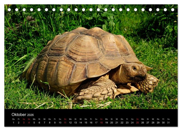 Produktbild: REPTILIEN (Tischkalender 2026 DIN A5 quer), CALVENDO Monatskalender