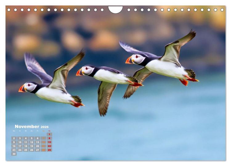 Produktbild: Tieftaucher Papageitaucher (Wandkalender 2026 DIN A4 quer), CALVENDO Monatskalender