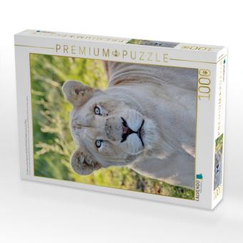 Produktbild: CALVENDO Puzzle Ein Motiv aus dem Kalender KATZEN PORTRAITS Wei&szlig;e L&ouml;wen aus Afrika | 1000 Teile Lege-Gr&ouml;&szlig;e 64 &times; 48 cm Foto-Puzzle f&uuml;r gl&uuml;ckliche Stunden