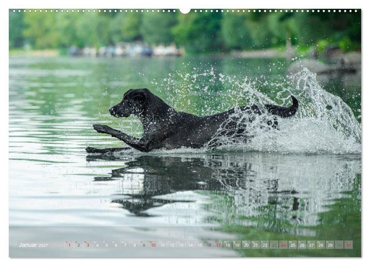 Produktbild: Labradore im Wasser (Wandkalender 2027 DIN A2 quer), CALVENDO Monatskalender