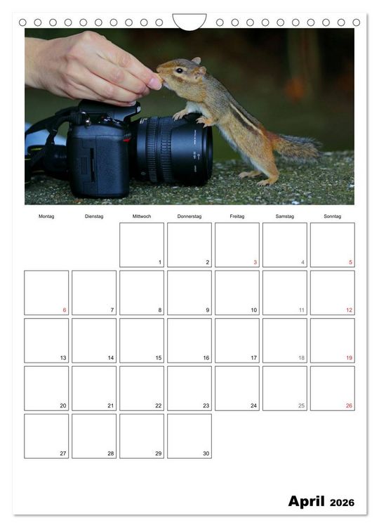 Produktbild: Streifenh&ouml;rnchen - neugierige Nager (Wandkalender 2026 DIN A4 hoch), CALVENDO Monatskalender