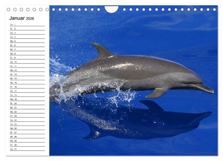Produktbild: Delfine - L&auml;chelnde Intelligenz (Wandkalender 2026 DIN A4 quer), CALVENDO Monatskalender