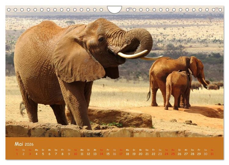 Produktbild: Auge in Auge mit den Tieren Afrikas (Wandkalender 2026 DIN A4 quer), CALVENDO Monatskalender