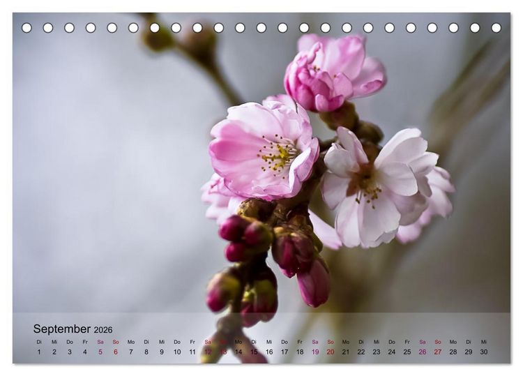 Produktbild: Bl&uuml;tenrausch - Mit Fr&uuml;hlingsgef&uuml;hlen durchs ganze Jahr (Tischkalender 2026 DIN A5 quer), CALVENDO Monatskalender