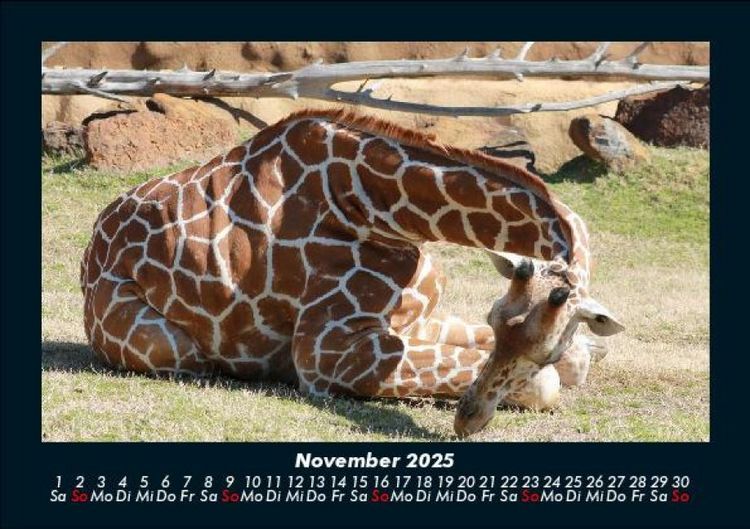 Produktbild: Giraffen 2025 Fotokalender DIN A5