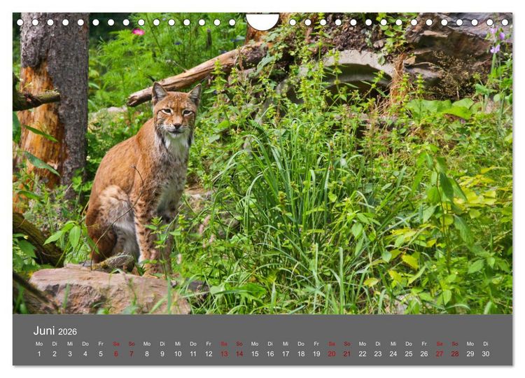Produktbild: Der Luchs - Hochbeinig, Pinselohren, Backenbart (Wandkalender 2026 DIN A4 quer), CALVENDO Monatskalender