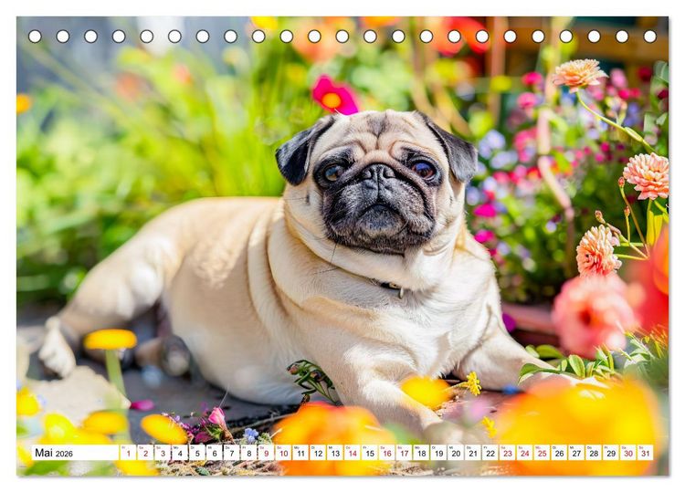Produktbild: Mops-Mania - Der Spa&szlig;kalender f&uuml;r Mops-Fans (Tischkalender 2026 DIN A5 quer), CALVENDO Monatskalender