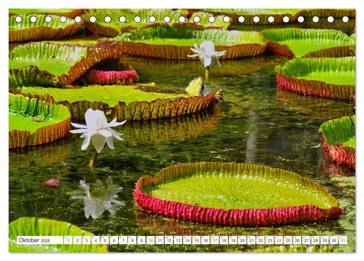 Produktbild: Mauritius - Sch&ouml;nheit im Indischen Ozean (Tischkalender 2026 DIN A5 quer), CALVENDO Monatskalender
