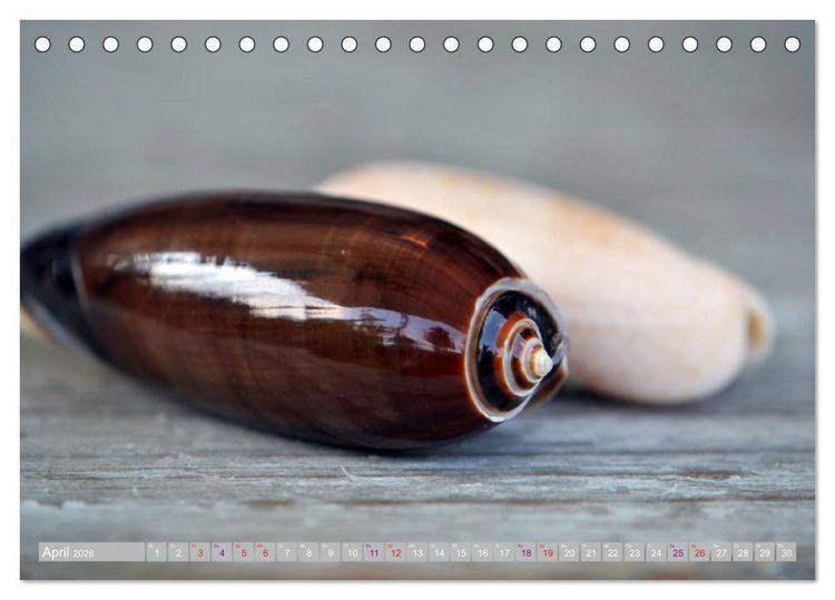 Produktbild: H&auml;user der Meere: Muscheln - Seeigel - Schnecken (Tischkalender 2026 DIN A5 quer), CALVENDO Monatskalender