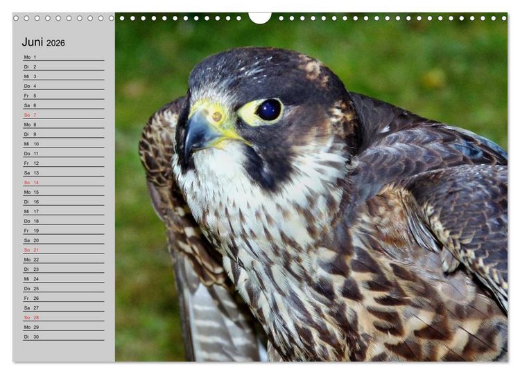 Produktbild: Falken und Greifv&ouml;gel - Edle J&auml;ger (Wandkalender 2026 DIN A3 quer), CALVENDO Monatskalender