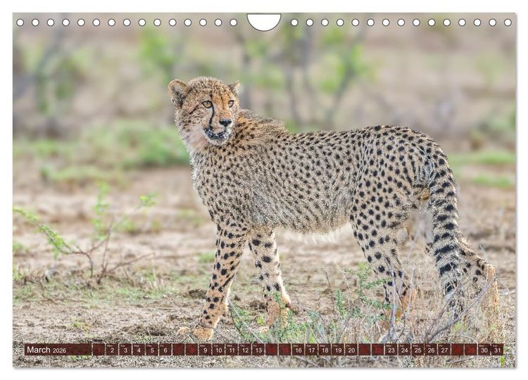 Produktbild: Amazing Cheetahs (Wall Calendar 2026 DIN A4 landscape), CALVENDO 12 Month Wall Calendar