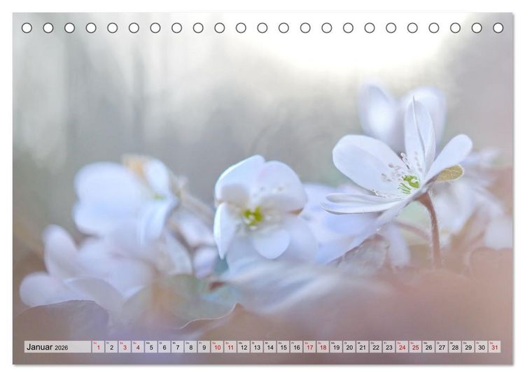 Produktbild: Wenn Bl&uuml;ten tr&auml;umen tanzt das Licht (Tischkalender 2026 DIN A5 quer), CALVENDO Monatskalender