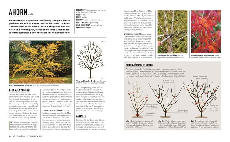 Produktbild: Gr&uuml;nes Gartenwissen. Pflanzen richtig schneiden