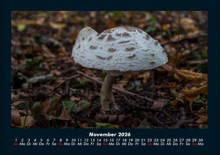 Produktbild: Pilzkalender 2026 Fotokalender DIN A4