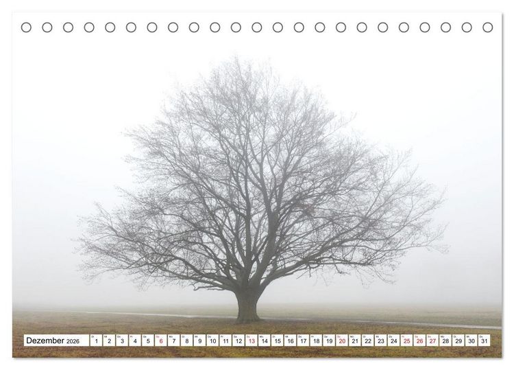 Produktbild: Die Buche: 12 Baumportr&auml;ts (Tischkalender 2026 DIN A5 quer), CALVENDO Monatskalender