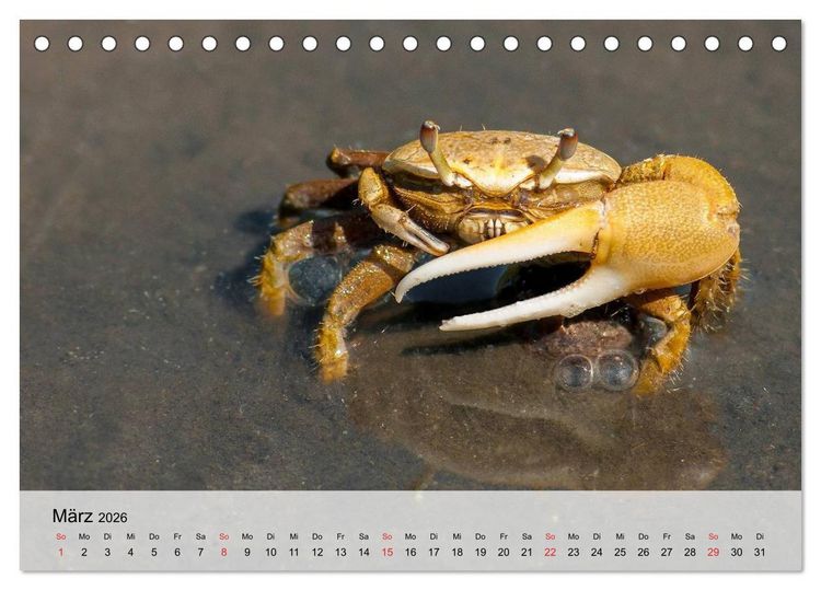 Produktbild: Krabben. Lustige Aliens (Tischkalender 2026 DIN A5 quer), CALVENDO Monatskalender