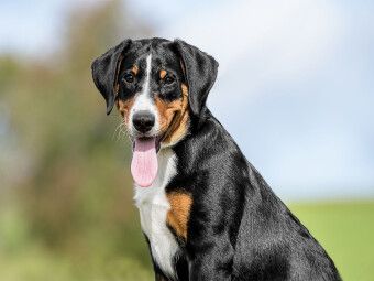 Produktbild: CALVENDO Puzzle Appenzeller H&uuml;ndin | 1000 Teile Lege-Gr&ouml;&szlig;e 64x48cm Foto-Puzzle f&uuml;r gl&uuml;ckliche Stunden