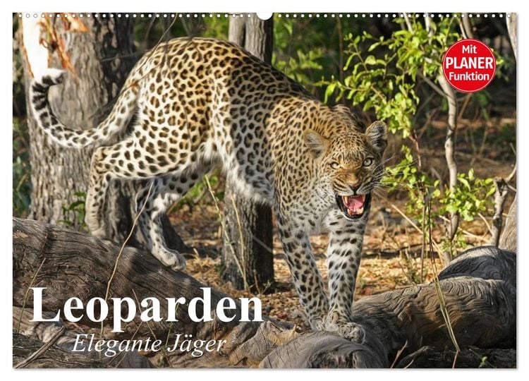 Produktbild: Leoparden. Elegante J&auml;ger (Wandkalender 2026 DIN A2 quer), CALVENDO Monatskalender