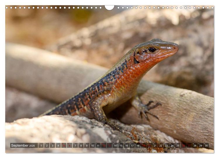 Produktbild: Reptilien auf Madagaskar (Wandkalender 2026 DIN A3 quer), CALVENDO Monatskalender