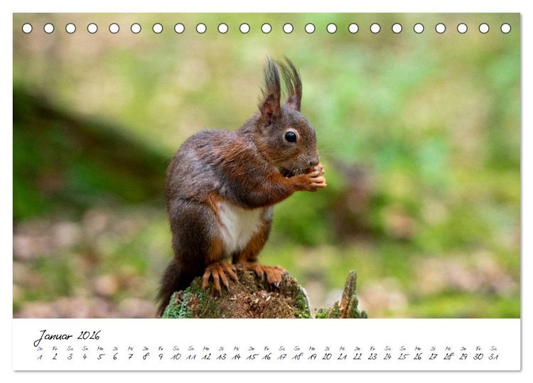 Produktbild: Die Schwarzwald-Eichh&ouml;rnchen (Tischkalender 2026 DIN A5 quer), CALVENDO Monatskalender
