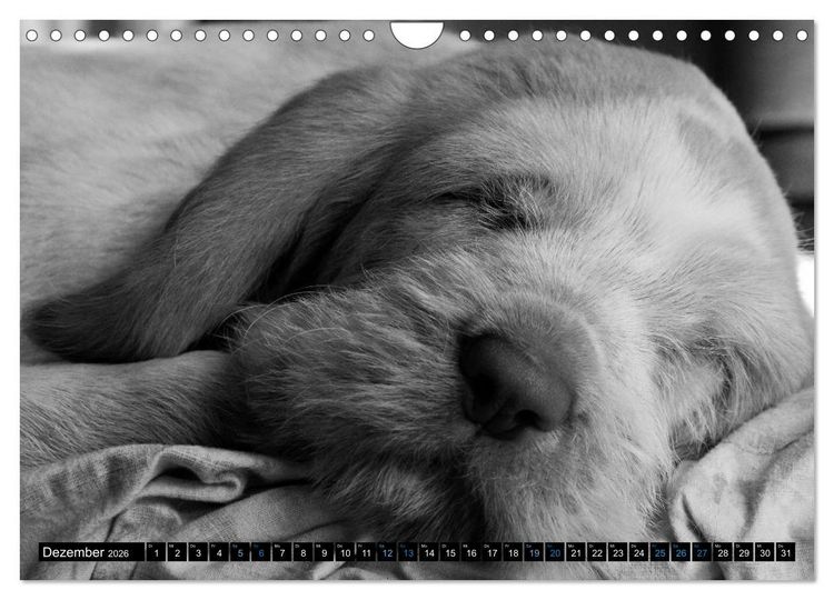 Produktbild: Carissimo Spinone Italiano (Wandkalender 2026 DIN A4 quer), CALVENDO Monatskalender