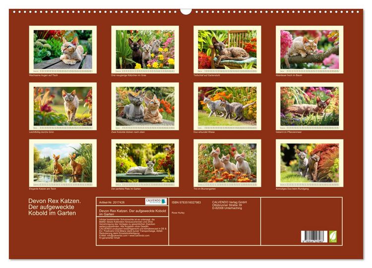 Produktbild: Devon Rex Katzen. Der aufgeweckte Kobold im Garten (Wandkalender 2026 DIN A2 quer), CALVENDO Monatskalender