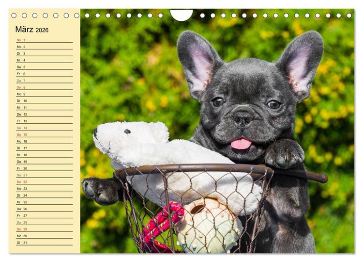 Produktbild: Franz&ouml;sische Bulldogge - Clown auf 4 Pfoten (Wandkalender 2026 DIN A4 quer), CALVENDO Monatskalender