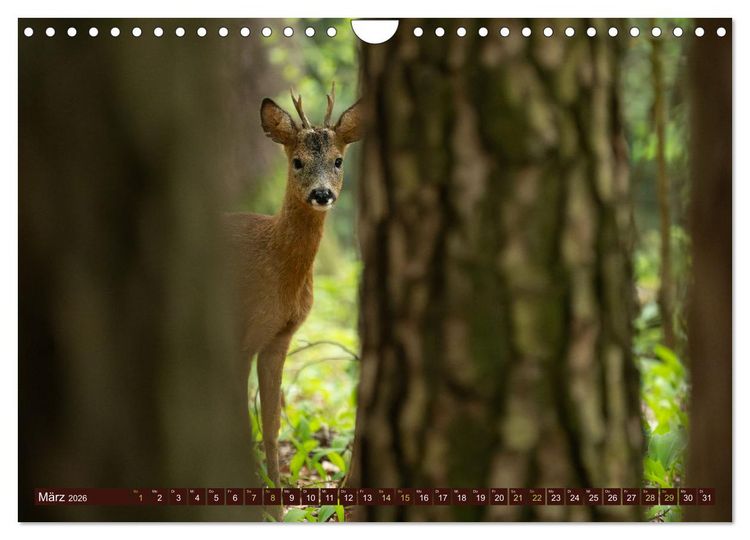 Produktbild: Zauberhafte Wesen - anmutiges Rehwild (Wandkalender 2026 DIN A4 quer), CALVENDO Monatskalender