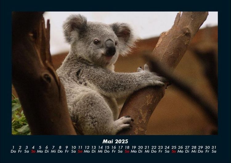 Produktbild: Koala 2025 Fotokalender DIN A4