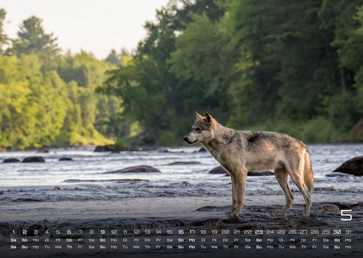Produktbild: Wolf &ndash; Im Schatten des Waldes - 2027 - Kalender DIN A2
