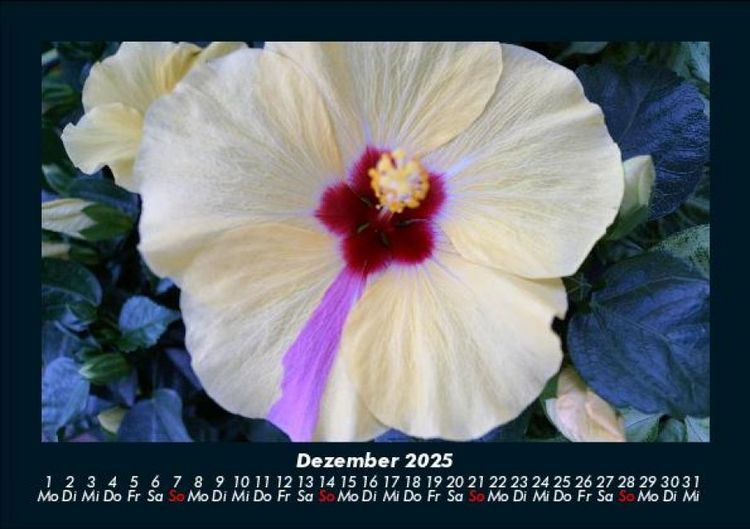 Produktbild: Bilder aus der Natur 2025 Fotokalender DIN A5