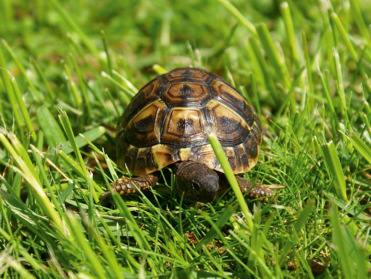 Produktbild: CALVENDO Puzzle Griechisches Landschildkr&ouml;ten Baby auf der Wiese 1000 Teile Lege-Gr&ouml;&szlig;e 64 x 48 cm Foto-Puzzle Bild von kattobello