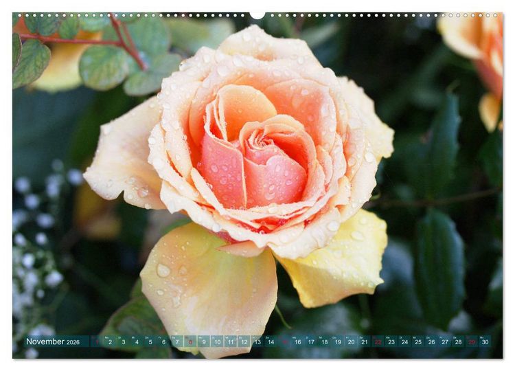 Produktbild: Romantische Rosentr&auml;ume (hochwertiger Premium Wandkalender 2026 DIN A2 quer), Kunstdruck in Hochglanz