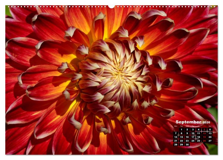 Produktbild: Magical Dahlias (High Quality Premium Wall Calendar 2026 DIN A2 landscape),CALVENDO 12 Month Wall Calendar