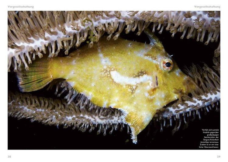 Produktbild: Grosspolypige Steinkorallen im Meerwasseraquarium