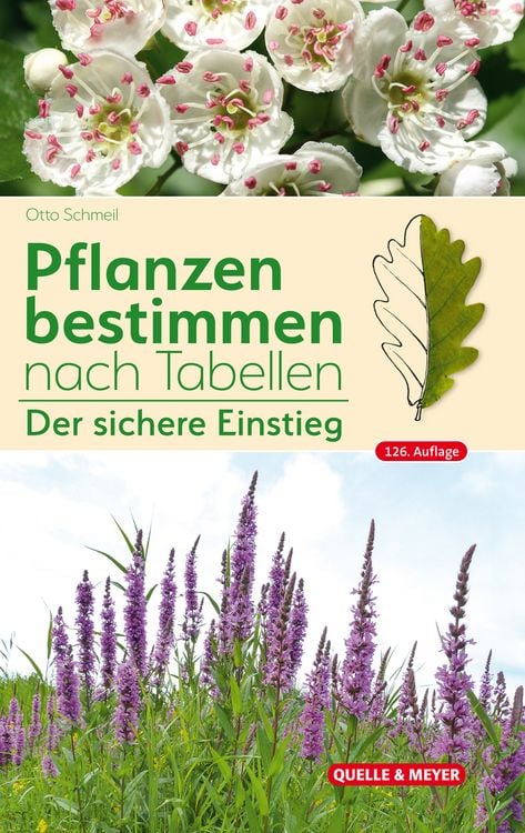 zimmerpflanze kleine rosa blüten Crassula main image 0